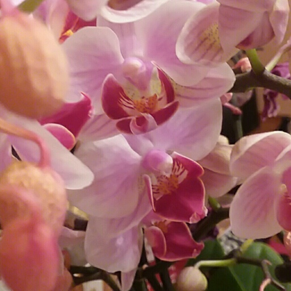 scentfantasy